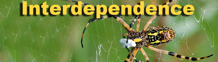 Interdependence