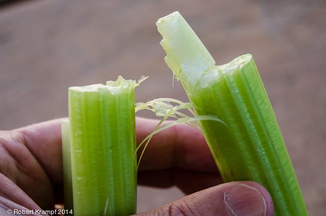 xylem celery
