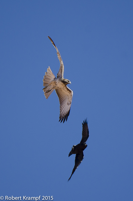 Red-tailed hawk and raven