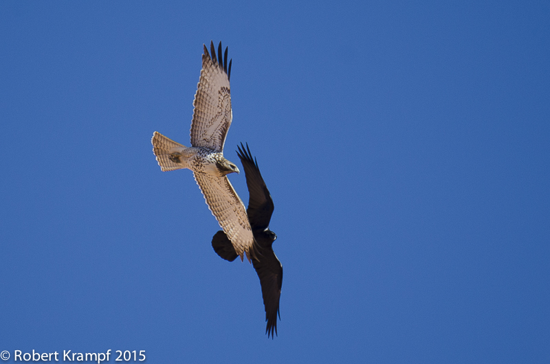 Red-tailed hawk and raven