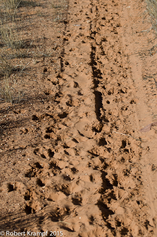 Mule deer tracks