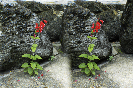 stereo pair of red flower