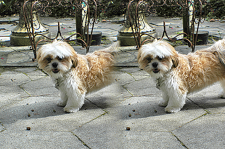 stereo pair of our dog