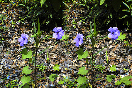 stereo pair of purple flowers