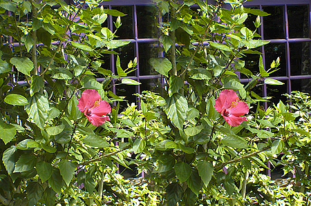 stereo pair of red hybiscus