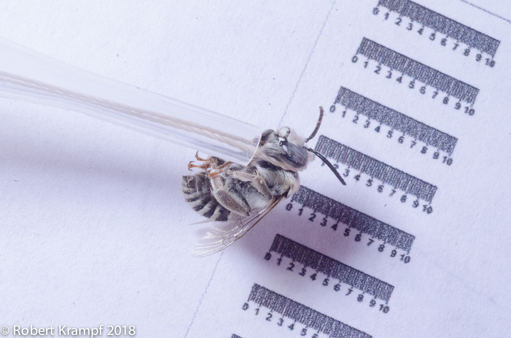 Anthophora urbana, a digger bee