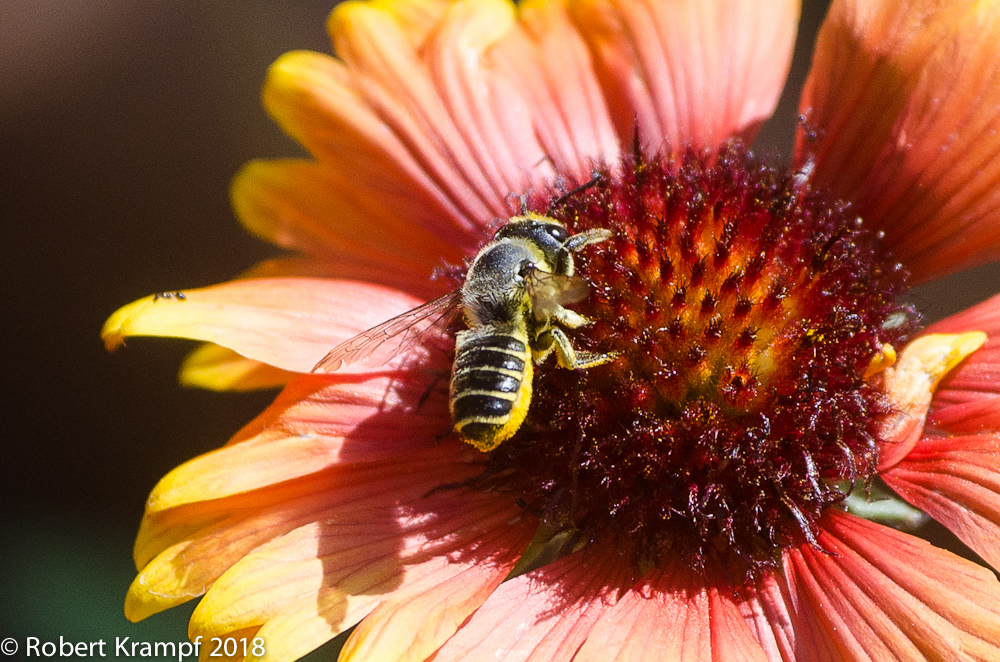 leafcutter bee on a blanket flower 