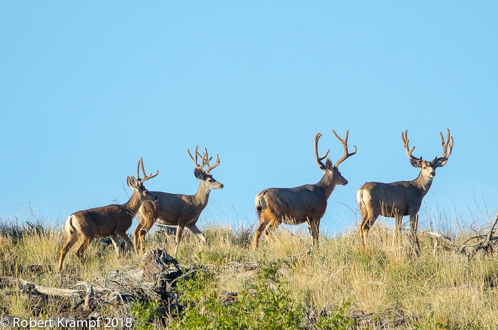 four mule deer bucks with antlers