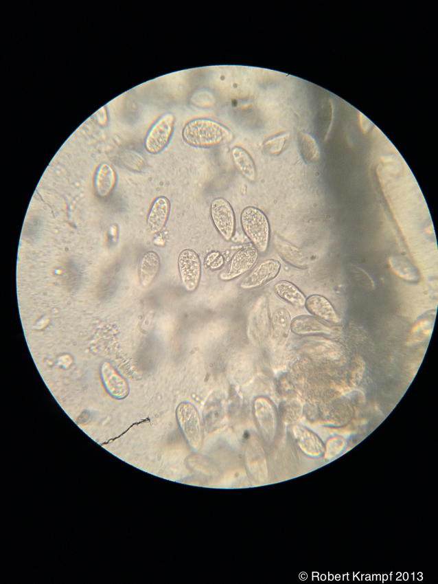 single celled organisms