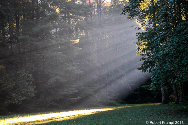 Light beams in the forest