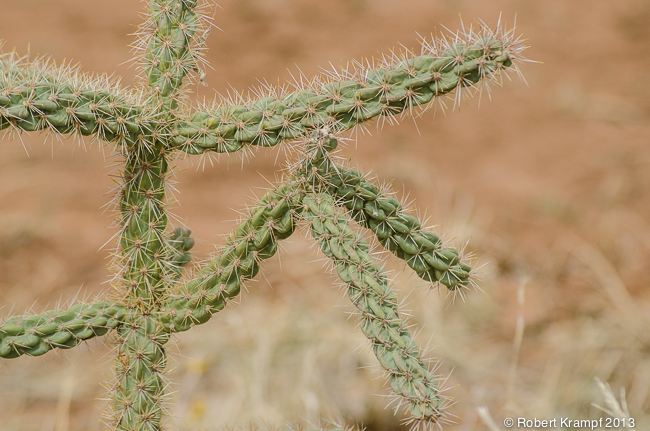 cholla cactus