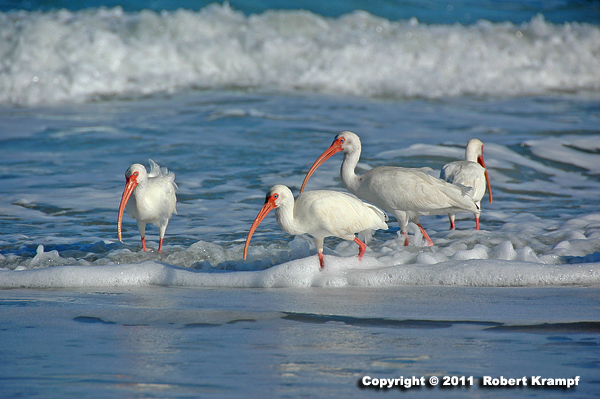 white ibis in beach surf