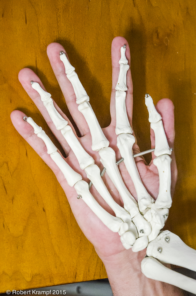 skeleton of a human hand