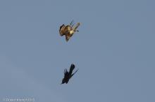 Hawk vs raven photos