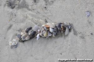clump of sea shells